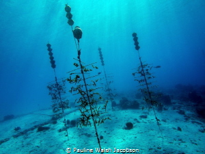 Coral farming, Reef Renewal Foundation, Bonaire by Pauline Walsh Jacobson 